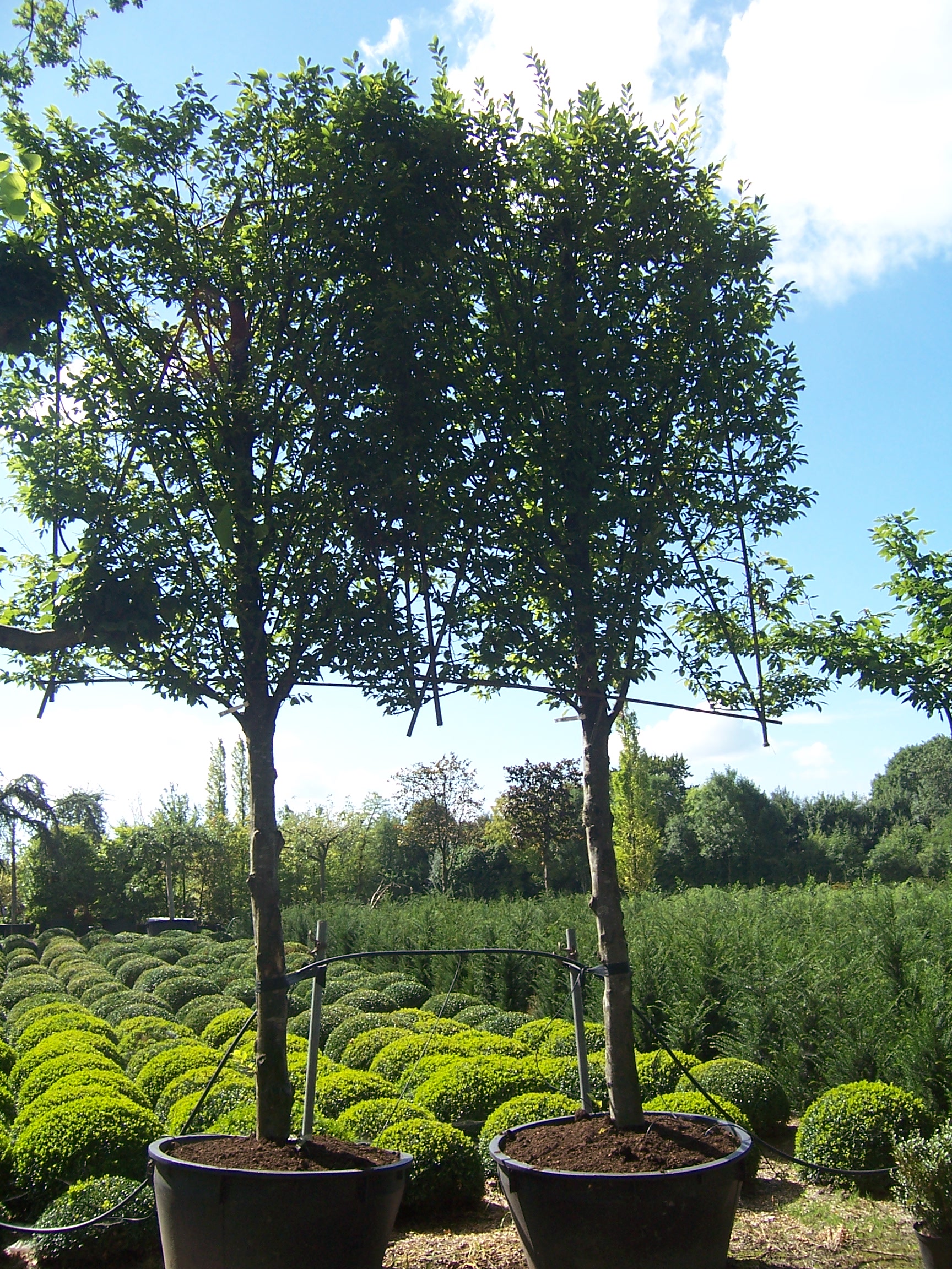 Lei- en dakbomen