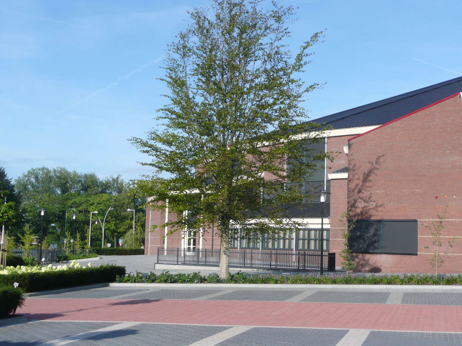 Project oude bomen verplanten