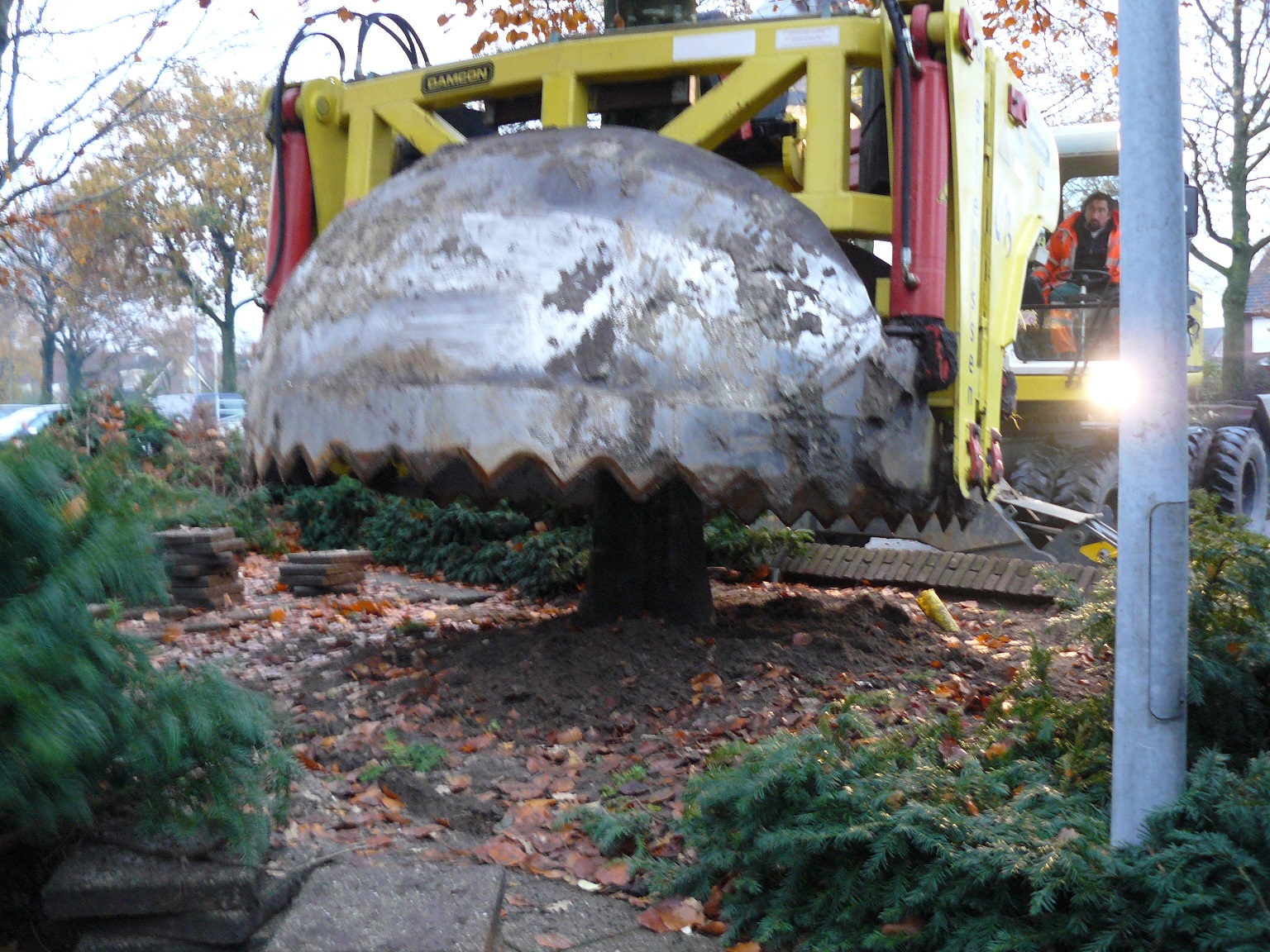 Project oude bomen verplanten