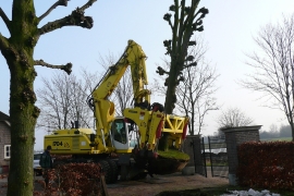 Project oude bomen verplanten