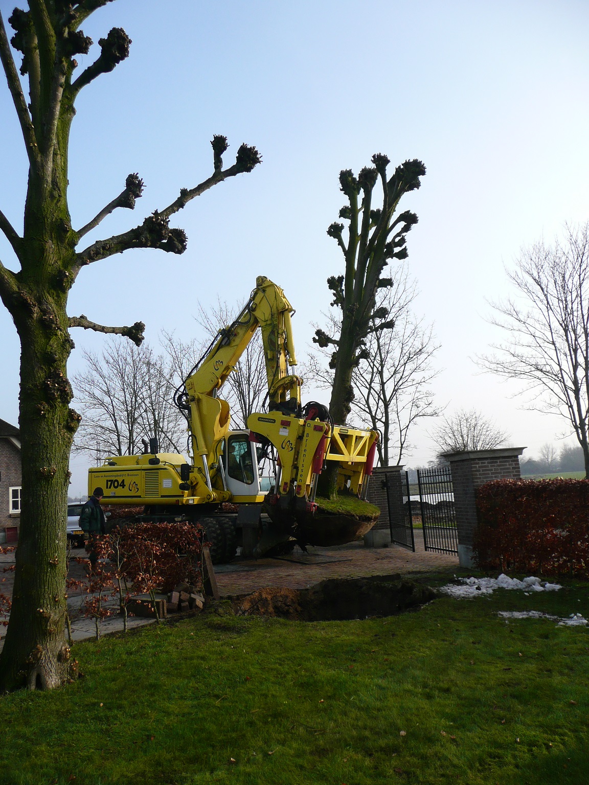 Project oude bomen verplanten