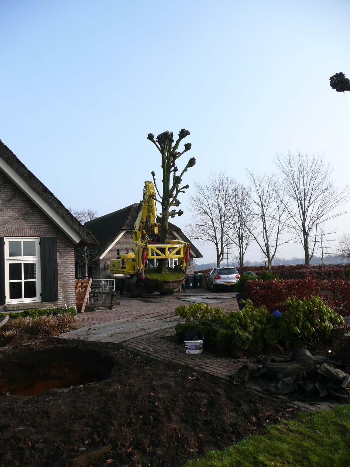 Project oude bomen verplanten